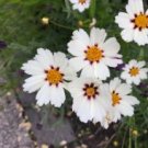 Heirloom Star Cluster Perennial White Purple Coreopsis Flower 20 PCS Seeds Heirloom Star Cluster Perennial White Purple Coreopsis Flower 20 PCS Seeds