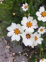 Heirloom Star Cluster Perennial White Purple Coreopsis Flower 20 PCS Seeds