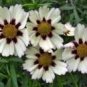 Heirloom Star Cluster Perennial White Purple Coreopsis Flower 20 PCS Seeds