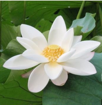 Heirloom Strong Fragrant White Lotus with Light Red Color 1 PCS Seeds