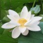 Heirloom Strong Fragrant White Lotus with Light Red Color 1 PCS Seeds