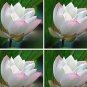 Heirloom Strong Fragrant White Lotus with Light Red Color 1 PCS Seeds