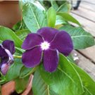 Heirloom Sunstorm Deep Purple Vinca 10 PCS Seeds