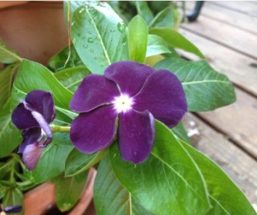 Heirloom Sunstorm Deep Purple Vinca 10 PCS Seeds