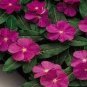 Heirloom Sunstorm Deep Purple Vinca 10 PCS Seeds