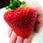 Heirloom Super Giant Japan Red Strawberry Organic 600 PCS Seeds