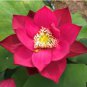Heirloom Super Red Nelumbo Nucifera Lotus Flower Bonsai 1 PCS Seeds