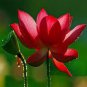 Heirloom Super Red Nelumbo Nucifera Lotus Flower Bonsai 1 PCS Seeds