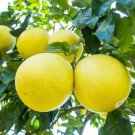 Heirloom Sweet Yellow Grapefruit Citrus maxima Fruit 10 PCS Seeds Heirloom Sweet Yellow Grapefruit Citrus maxima Fruit 10 PCS Seeds