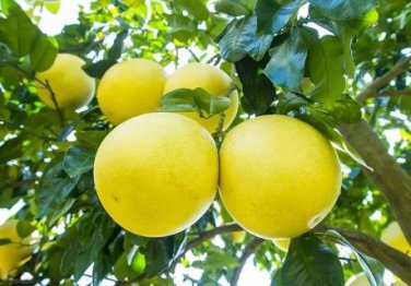 Heirloom Sweet Yellow Grapefruit Citrus maxima Fruit 10 PCS Seeds