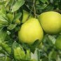 Heirloom Sweet Yellow Grapefruit Citrus maxima Fruit 10 PCS Seeds
