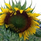 Heirloom Tarahumara Sunflower Seeds, great survival 20 PCS Seeds