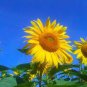Heirloom Tarahumara Sunflower Seeds, great survival 20 PCS Seeds