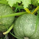 Heirloom Tatume Summer Squash Vegetables Organic 10 PCS Seeds Heirloom Tatume Summer Squash Vegetables Organic 10 PCS Seeds