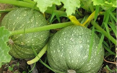 Heirloom Tatume Summer Squash Vegetables Organic 10 PCS Seeds