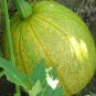 Heirloom Tatume Summer Squash Vegetables Organic 10 PCS Seeds
