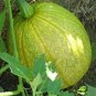 Heirloom Tatume Summer Squash Vegetables Organic 10 PCS Seeds
