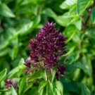Heirloom Thai Siam Queen Basil 20 PCS Seeds