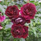 Heirloom Tree-headed Dark Red Peony Shrub Flower 5 PCS Seeds