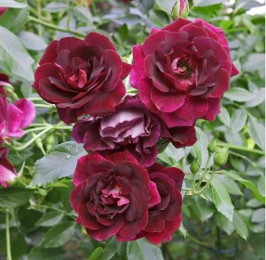Heirloom Tree-headed Dark Red Peony Shrub Flower 5 PCS Seeds