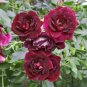 Heirloom Tree-headed Dark Red Peony Shrub Flower 5 PCS Seeds