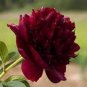 Heirloom Tree-headed Dark Red Peony Shrub Flower 5 PCS Seeds