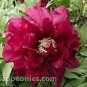 Heirloom Tree-headed Dark Red Peony Shrub Flower 5 PCS Seeds