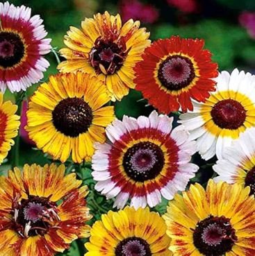 Heirloom Tricolor chrysanthemum Rainbow Colors 20 PCS Seeds
