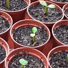Heirloom Trumpet Adenium Desert rose 2 PCS Seeds