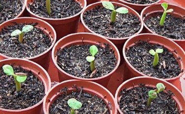 Heirloom Trumpet Adenium Desert rose 2 PCS Seeds