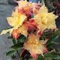 Heirloom Trumpet Adenium Desert rose 2 PCS Seeds