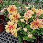 Heirloom Trumpet Adenium Desert rose 2 PCS Seeds