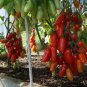 Heirloom Ukraine Kibits Tomato 50 PCS Seeds