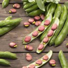 Heirloom Vicia faba Dwarf Broad Bean 5 PCS Seeds Heirloom Vicia faba Dwarf Broad Bean 5 PCS Seeds