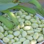 Heirloom Vicia faba Dwarf Broad Bean 5 PCS Seeds