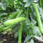Heirloom Vicia faba Dwarf Broad Bean 5 PCS Seeds
