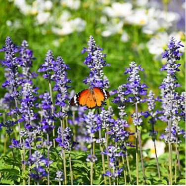 Heirloom Victoria Salvia farinacea Sage Perennial Flower 30 PCS Seeds