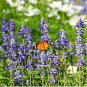 Heirloom Victoria Salvia farinacea Sage Perennial Flower 30 PCS Seeds