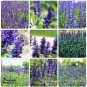 Heirloom Victoria Salvia farinacea Sage Perennial Flower 30 PCS Seeds