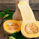 Heirloom Waltham Butternut White Winter Squash 10 PCS Seeds