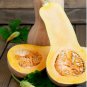 Heirloom Waltham Butternut White Winter Squash 10 PCS Seeds