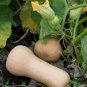 Heirloom Waltham Butternut White Winter Squash 10 PCS Seeds