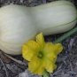 Heirloom Waltham Butternut White Winter Squash 10 PCS Seeds