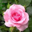 Heirloom Water Pink European Rose Flowers 20 PCS Seeds