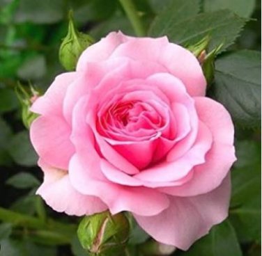 Heirloom Water Pink European Rose Flowers 20 PCS Seeds