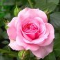 Heirloom Water Pink European Rose Flowers 20 PCS Seeds