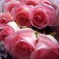 Heirloom Water Pink European Rose Flowers 20 PCS Seeds