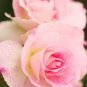 Heirloom Water Pink European Rose Flowers 20 PCS Seeds