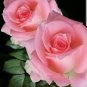 Heirloom Water Pink European Rose Flowers 20 PCS Seeds