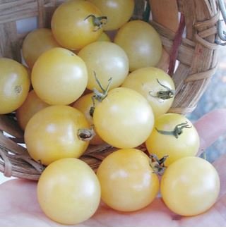 Heirloom White Cherry Tomato Organic Fresh Fruit Vegetables 100 PCS Seeds